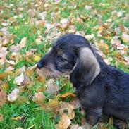 Dværggravhund Cornelius R.I.P !! )';