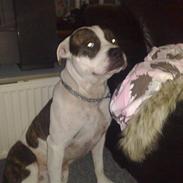 Blanding af racer *Himmelhunden* Rollo