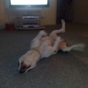 Blanding af racer *Himmelhunden* Rollo