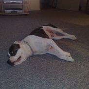 Blanding af racer *Himmelhunden* Rollo