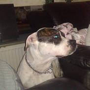 Blanding af racer *Himmelhunden* Rollo