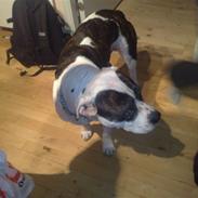 Blanding af racer *Himmelhunden* Rollo