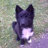 Islandsk fårehund Gaia