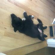 Islandsk fårehund Gaia