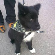 Islandsk fårehund Gaia