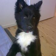 Islandsk fårehund Gaia