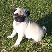 Mops Selma Hansa