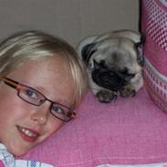 Mops Selma Hansa