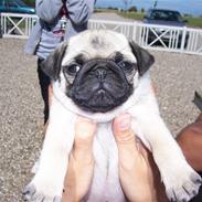 Mops Selma Hansa