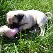 Mops Selma Hansa