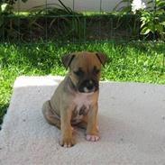 Amerikansk staffordshire terrier Pentagons Dixie Doll