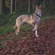 Blanding af racer Barca