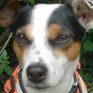 Jack russell terrier Chilie