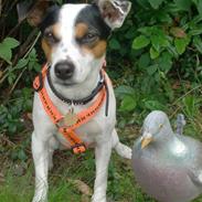 Jack russell terrier Chilie