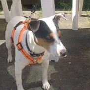 Jack russell terrier Chilie