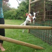 Jack russell terrier Chilie