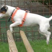 Jack russell terrier Chilie