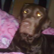 Labrador retriever lucca