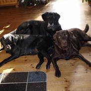 Labrador retriever lucca