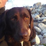 Labrador retriever lucca