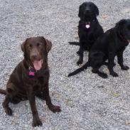 Labrador retriever lucca