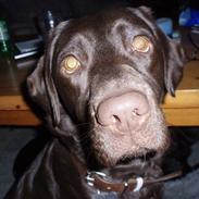 Labrador retriever lucca