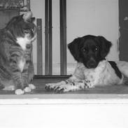 Stabijhoun Coco Chanel 