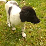 Stabijhoun Coco Chanel 