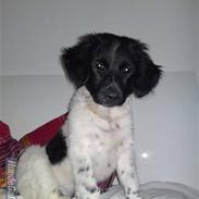 Stabijhoun Coco Chanel 