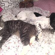 Stabijhoun Coco Chanel 