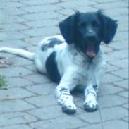 Stabijhoun Coco Chanel 