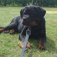 Rottweiler Vom hause luna's fighter