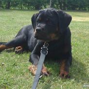 Rottweiler Vom hause luna's fighter 