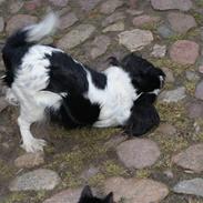 Cavalier king charles spaniel Dyrekærs Kenzo