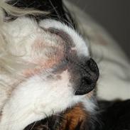 Cavalier king charles spaniel Dyrekærs Kenzo