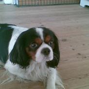 Cavalier king charles spaniel Dyrekærs Kenzo