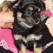 Chihuahua Luxus (Rødebros Apollo)