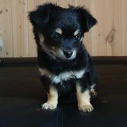 Chihuahua Luxus (Rødebros Apollo)