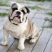 Engelsk bulldog Quark