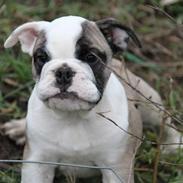 Engelsk bulldog Quark