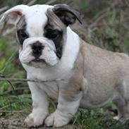 Engelsk bulldog Quark