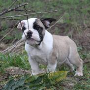 Engelsk bulldog Quark