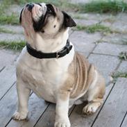 Engelsk bulldog Quark