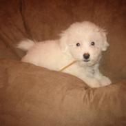 Coton de tulear Enzo