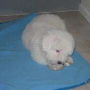 Coton de tulear Enzo