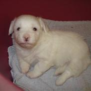 Coton de tulear Enzo