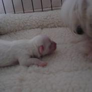 Coton de tulear Enzo