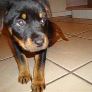 Rottweiler baliey