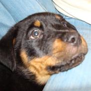 Rottweiler baliey