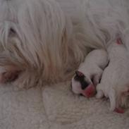 Coton de tulear Enzo